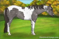 Horse Color:Smoky Black Tobiano 