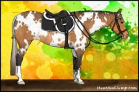 Horse Color:White Spotted Buckskin Appaloosa Rabicano 