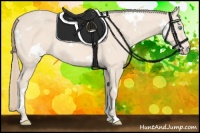 Horse Color:White Spotted Perlino 