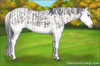 Horse Color:Grullo Sabino Splash  and Bay Dun Sabino Splash 