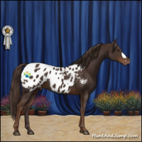 Horse Color:Liver Chestnut Appaloosa 