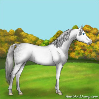 Horse Color:Gray Void White Spotted Silver Amber Cream Champagne Splash Tobiano 