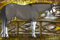 Horse Color:Grullo Sabino Splash  and Grullo Sabino Splash 