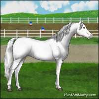 Horse Color:Gray Palomino Dun Tobiano 