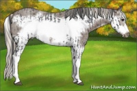 Horse Color:Blue Roan Splash Frame and Silver Blue Roan Splash Frame