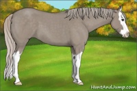 Horse Color:Silver Grullo Roan Splash