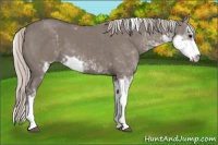 Horse Color:Silver Grullo Sabino 