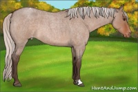 Horse Color:Silver Brown Roan Dun Appaloosa 