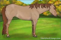 Horse Color:Red Dun