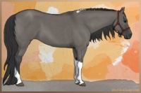 Horse Color:Grullo Roan Tobiano
