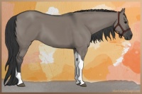 Horse Color:Grullo Tobiano