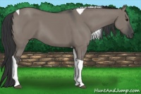 Horse Color:Grullo Tobiano 