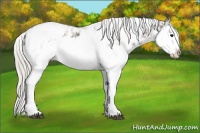 Horse Color:Grullo Sabino Splash  and Silver Grullo Sabino Splash 