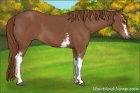 Horse Color:White Spotted Chestnut 