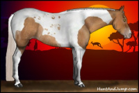 Horse Color:Gray Silver Amber Champagne Tobiano Rabicano