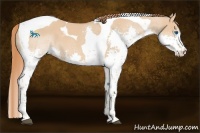 Horse Color:Red Dun Splash Tobiano 