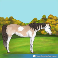 Horse Color:Bay Dun Splash 