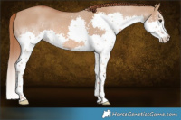 Horse Color:Red Dun Splash 