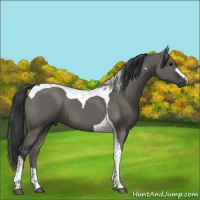 Horse Color:Grullo Tobiano 