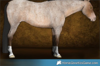 Horse Color:Gray Amber Champagne Roan