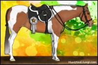 Horse Color:Bay Tobiano Appaloosa 