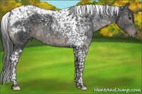 Horse Color:Black Tobiano 