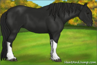 Horse Color:Gray Black Tobiano 