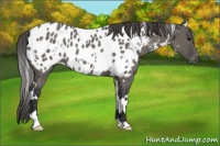 Horse Color:White Spotted Grullo Appaloosa