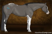 Horse Color:Grullo Splash Tobiano Rabicano