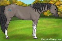 Horse Color:Grullo Tobiano 