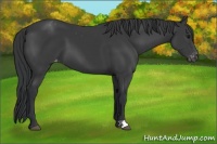 Horse Color:Black Appaloosa 