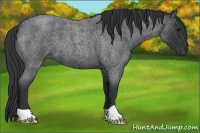 Horse Color:Blue Roan