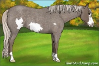 Horse Color:Silver Blue Roan Frame 