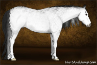 Horse Color:Gray White Spotted Black Rabicano