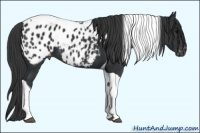 Horse Color:Black Tobiano Appaloosa 