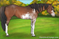Horse Color:Bay Sabino