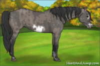 Horse Color:Grullo Sabino  and Grullo Sabino Frame 