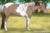 Horse Color:Classic Champagne Tobiano