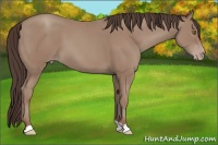 Horse Color:Classic Champagne 