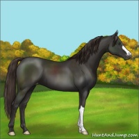 Horse Color:Liver Chestnut Appaloosa 
