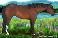 Horse Color:Bay 
