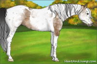 Horse Color:Gray White Spotted Bay Dun Splash Tobiano 