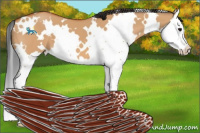 Horse Color:White Spotted Bay Dun Splash 