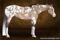 Horse Color:White Spotted Brown Dun Splash Appaloosa 