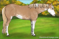 Horse Color:Chestnut Sabino