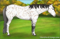 Horse Color:Bay Sabino Near Leopard 