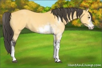 Horse Color:Buckskin Sabino