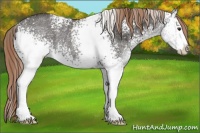 Horse Color:White Spotted Liver Red Roan Rabicano 
