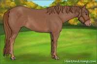 Horse Color:Chestnut 