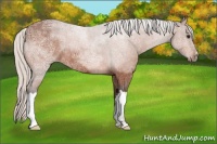 Horse Color:Silver Bay Ice Roan 